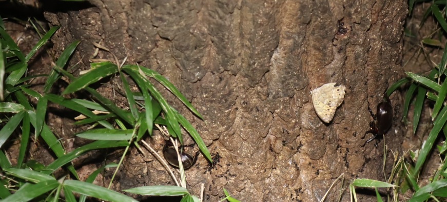 崖の斜面の森_カブトムシの雄と雌_2021年8月19日19時15分頃 気温27度